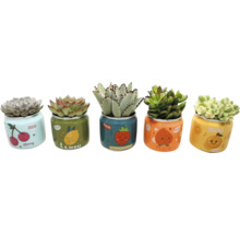 Cinq succulentes variées dans des pots décoratifs avec des motifs de fruits comme la cerise, le citron, la fraise, la pêche et l'orange.