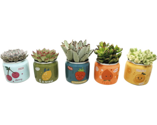 Cinq succulentes variées dans des pots décoratifs avec des motifs de fruits comme la cerise, le citron, la fraise, la pêche et l'orange.
