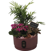 Composition de plantes d'intérieur dans un pot en céramique cannelé avec palmier nain, Kalanchoé, Fittonia et panneau en bois. PT creations Logo.