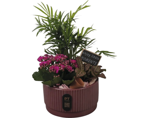 Composition de plantes d'intérieur dans un pot en céramique cannelé avec palmier nain, Kalanchoé, Fittonia et panneau en bois. PT creations Logo.