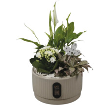 Composition de plantes en pot céramique beige avec Spathiphyllum, Kalanchoé, Fittonia, papillon décoratif en bois et PT Creations Logo.