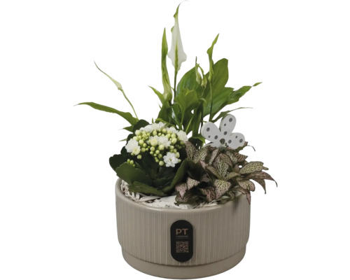 Composition de plantes en pot céramique beige avec Spathiphyllum, Kalanchoé, Fittonia, papillon décoratif en bois et PT Creations Logo.