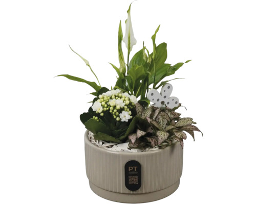 Composition de plantes avec spathiphyllum, kalanchoé et fittonia dans un pot en céramique nervuré avec papillon décoratif. PT Creations Logo.