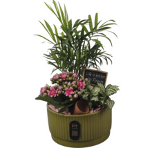 Composition de plantes d intérieur en pot de céramique vert avec palmier nain, Kalanchoe, Fittonia, panneau décoratif et PT creations Logo.