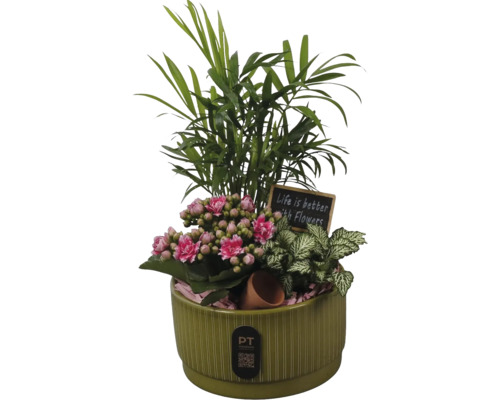 Composition de plantes d intérieur en pot de céramique vert avec palmier nain, Kalanchoe, Fittonia, panneau décoratif et PT creations Logo.