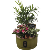 Composition de plantes d intérieur dans un pot en céramique verte striée avec Kalanchoé rose, palmier, Fittonia et ardoise décorative.