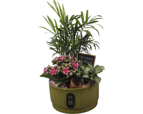 Composition de plantes d intérieur dans un pot en céramique verte striée avec Kalanchoé rose, palmier, Fittonia et ardoise décorative.