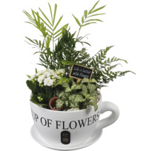 Mélange de plantes en tasse céramique avec Kalanchoé, Fittonia, fougère, palmier, panneau Life is better with Flowers et PT Creations Logo.