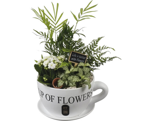 Composition de plantes en forme de tasse avec Kalanchoé, palmier, fougère, Fittonia, panneau Life is better with Flowers et PT Creations Logo.