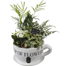 Composition de plantes en tasse blanche avec inscription Cup of Flowers, Kalanchoé, fougère, palmier, Fittonia et panneau. PT Creations Logo.