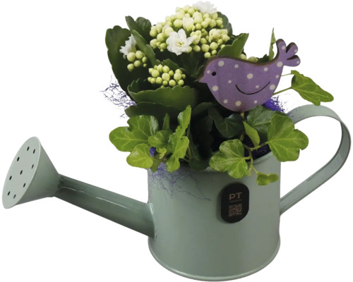 Composition florale avec Kalanchoé blanc et lierre vert dans un arrosoir décoratif en métal avec un pic en forme d'oiseau.