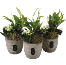 Trois pots en céramique avec arrangement de plantes dont Spathiphyllum, Kalanchoé et succulentes, avec panneau et PT Creations Logo.
