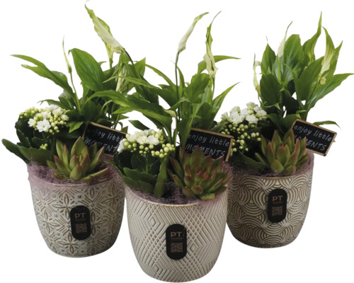 Trois pots en céramique avec arrangement de plantes dont Spathiphyllum, Kalanchoé et succulentes, avec panneau et PT Creations Logo.