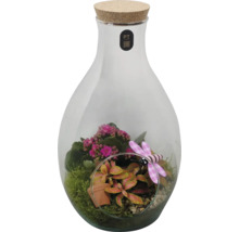 Terrarium pour plantes dans une bouteille en verre avec bouchon en liège, Kalanchoé, Fittonia, mousse et libellule décorative.