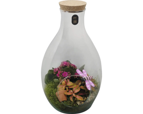Terrarium pour plantes dans une bouteille en verre avec bouchon en liège, Kalanchoé, Fittonia, mousse et libellule décorative.