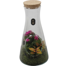 Terrarium en verre en forme de carafe avec bouchon en liège, planté de Kalanchoe, Fittonia et mousse, PT creations Logo.