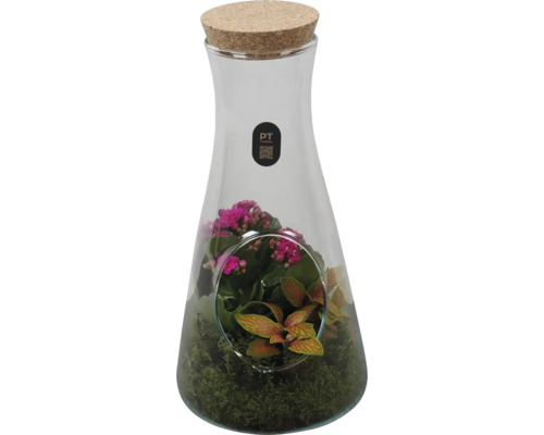 Terrarium en verre en forme de carafe avec bouchon en liège, planté de Kalanchoe, Fittonia et mousse, PT creations Logo.