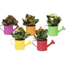 Kalanchoé dans des arrosoirs décoratifs en métal coloré, fleurs de différentes couleurs.
