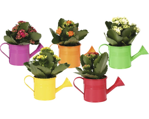 Kalanchoé dans des arrosoirs décoratifs en métal coloré, fleurs de différentes couleurs.