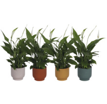 Quatre plantes Spathiphyllum dans des cache-pots nervurés de différentes couleurs avec des fleurs blanches et des feuilles vertes.