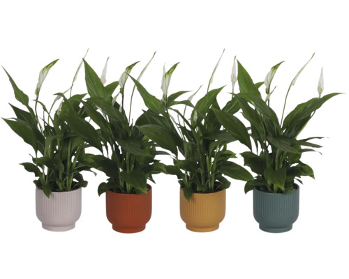 Quatre plantes Spathiphyllum dans des cache-pots nervurés de différentes couleurs avec des fleurs blanches et des feuilles vertes.