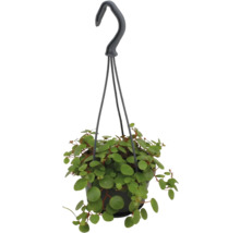 Plante suspendue Peperomia rotundifolia avec de petites feuilles rondes dans un pot noir avec crochet de suspension.