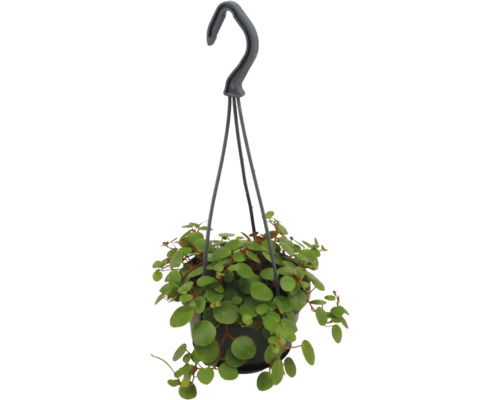 Plante suspendue Peperomia rotundifolia avec de petites feuilles rondes dans un pot noir avec crochet de suspension.
