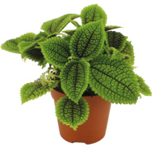 Plante d'intérieur Pilea involucrata Moon Valley aux feuilles vertes texturées dans un pot de culture en plastique brun.