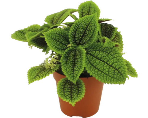 Plante d'intérieur Pilea involucrata Moon Valley aux feuilles vertes texturées dans un pot de culture en plastique brun.