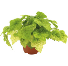 Plante verte aux feuilles panachées vert clair et jaunâtres dans un pot en plastique marron.