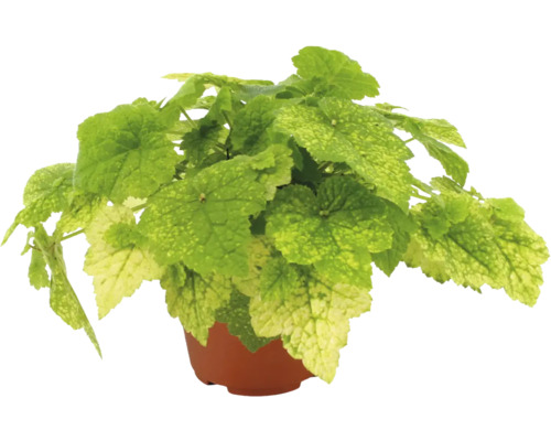 Plante verte aux feuilles panachées vert clair et jaunâtres dans un pot en plastique marron.