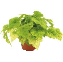 Heuchère avec des feuilles panachées vert clair et jaune dans un pot de culture marron.