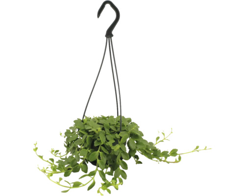 Plante d'intérieur suspendue aux feuilles vertes dans un pot noir avec crochet de suspension.