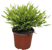 Plante verte dans un pot de culture en plastique brun avec de la terre.