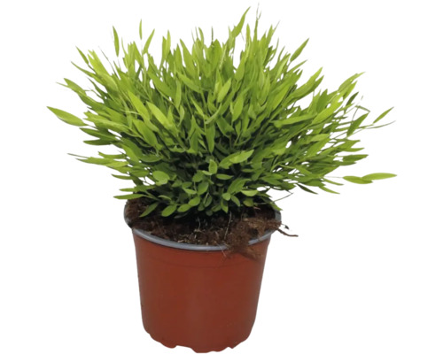 Plante verte dans un pot de culture en plastique brun avec de la terre.