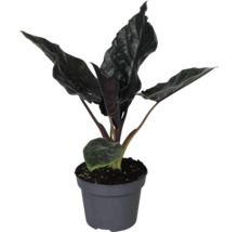 Plante d intérieur Alocasia avec des feuilles sombres et texturées dans un pot en plastique gris.
