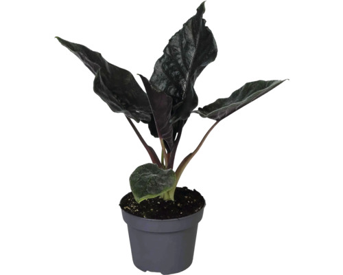 Plante d intérieur Alocasia avec des feuilles sombres et texturées dans un pot en plastique gris.