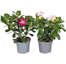 Deux roses du désert Adenium obesum avec des fleurs roses et rouge blanc dans des pots en plastique gris.