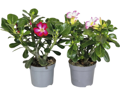 Deux roses du désert Adenium obesum avec des fleurs roses et rouge blanc dans des pots en plastique gris.