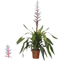 Bromélia Aechmea Blue Rain en pot avec de longues feuilles vertes et une inflorescence bleue et blanche.