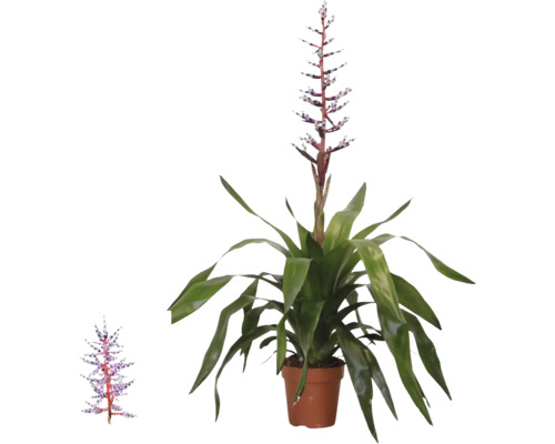 Bromélia Aechmea Blue Rain en pot avec de longues feuilles vertes et une inflorescence bleue et blanche.