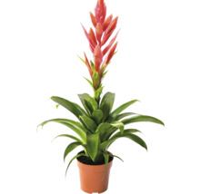 Bromélia plante d intérieur avec fleur rouge dans un pot en plastique.