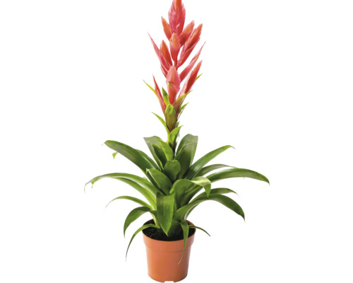 Bromélia plante d intérieur avec fleur rouge dans un pot en plastique.