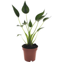 Plante d'intérieur Strelitzia avec feuilles vertes en forme de cuillère dans un pot en plastique marron.
