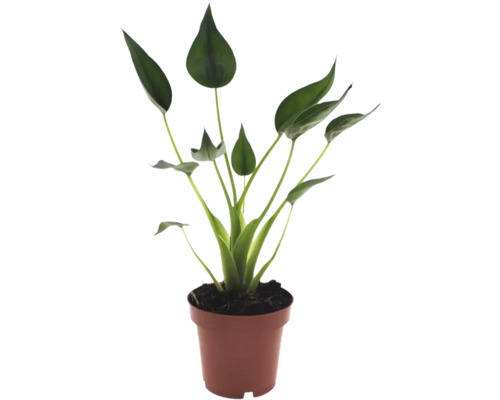 Plante d'intérieur Strelitzia avec feuilles vertes en forme de cuillère dans un pot en plastique marron.