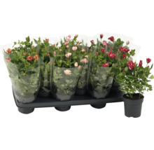 Plateau avec plusieurs rosiers d'intérieur, partiellement emballés dans un film, une plante en pot séparée.