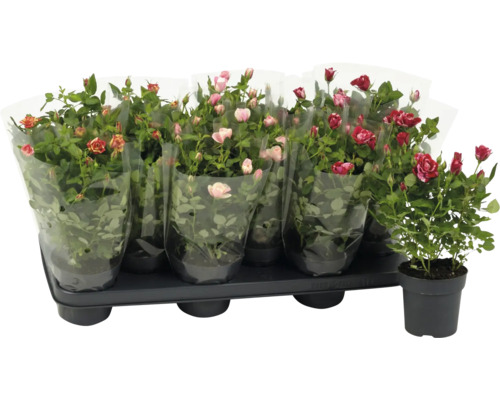 Plateau avec plusieurs rosiers d'intérieur, partiellement emballés dans un film, une plante en pot séparée.