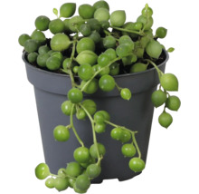Plante Senecio rowleyanus dans un pot en plastique gris avec des feuilles rondes tombantes.