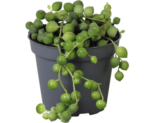 Plante Senecio rowleyanus dans un pot en plastique gris avec des feuilles rondes tombantes.