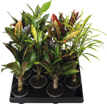 Mélange de plantes Croton (Codiaeum variegatum) avec des feuilles de différentes formes et motifs dans un plateau de culture.